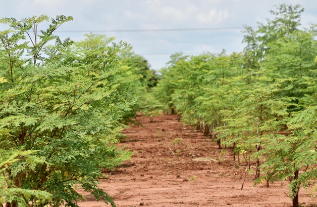 Moringa