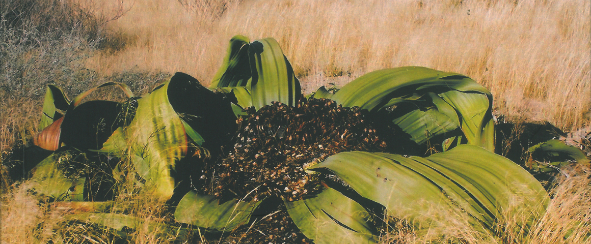 Lançamento da monografia "Namibe - Terra da Felicidade"