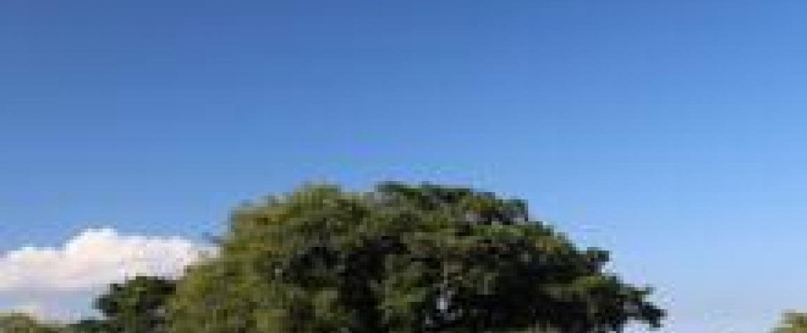 Porto Alegre terá primeira Reserva Particular Natural