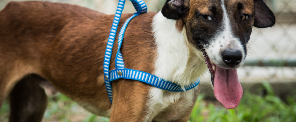 Rio de Janeiro lança projeto de adoção de animais abandonados