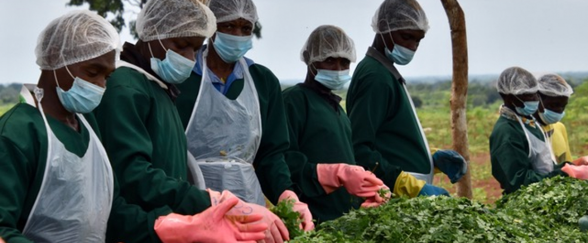 O sucesso da produção de moringa no apoio ao desenvolvimento das comunidades locais