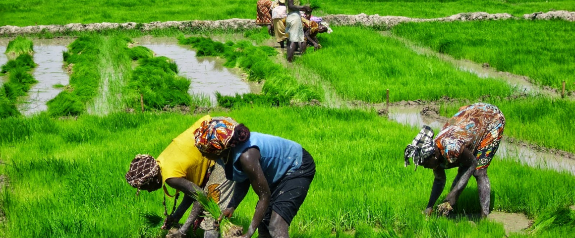 Banco Africano de Desenvolvimento financia projeto de produção de arroz na Guiné-Bissau