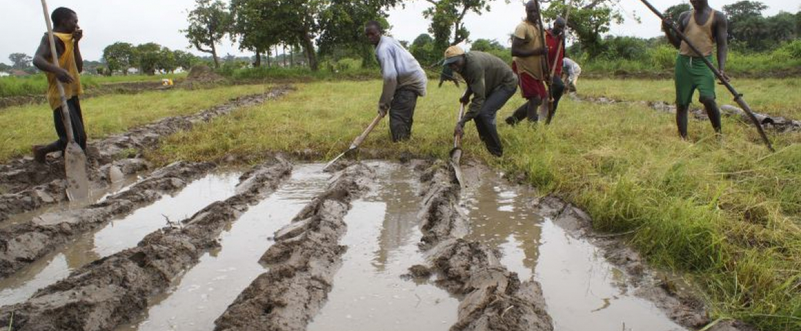 Lançado projeto para dar emprego a 2,5 mil jovens guineenses na agricultura