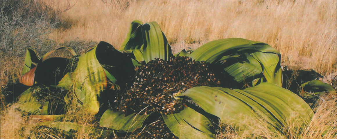 Lançamento da monografia "Namibe - Terra da Felicidade"