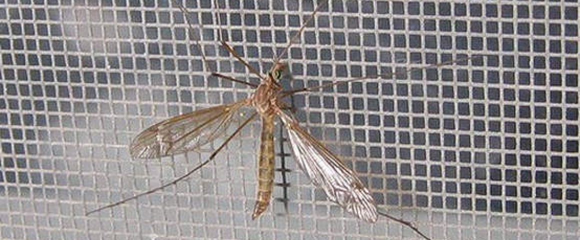 Cazenga distribui mosquiteiros