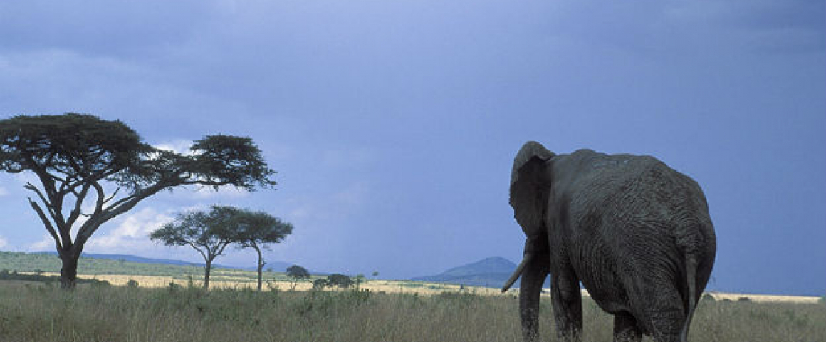 Lançado projeto para proteção da biodiversidade em Moçambique