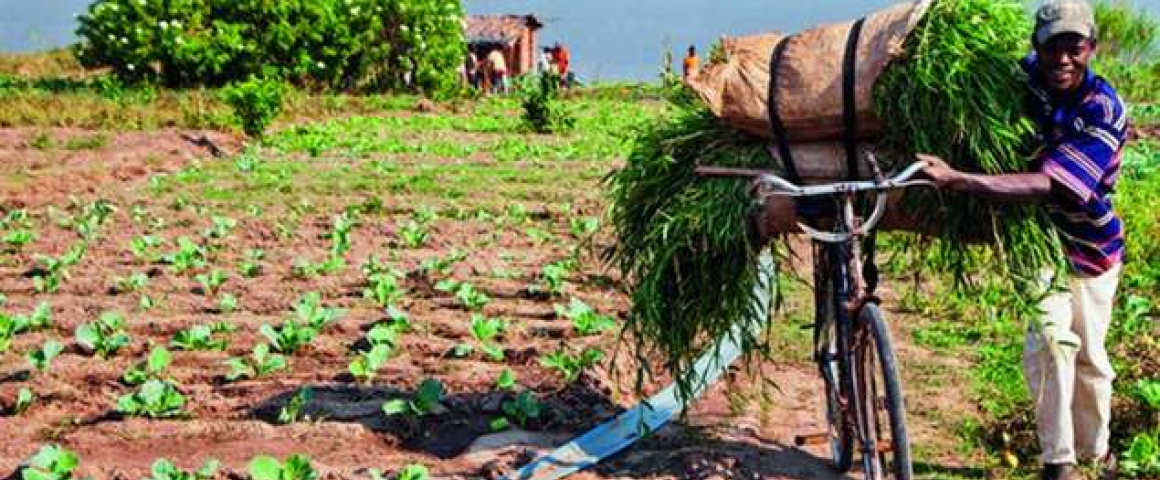 Voucher agrícola em Nampula