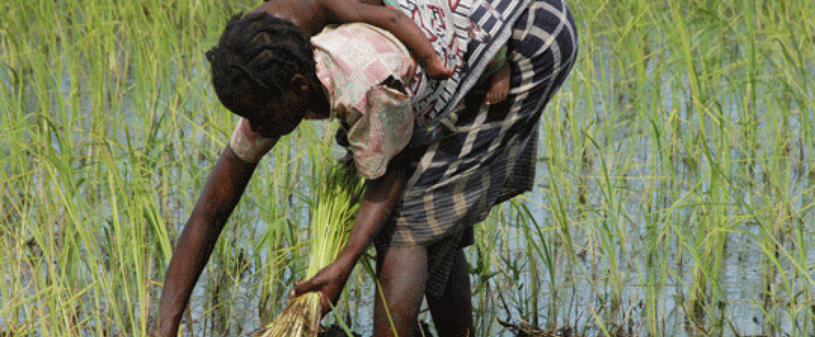 Programa Sustenta em Nampula