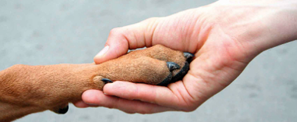 Sintra ajuda famílias carenciadas a cuidar de animais