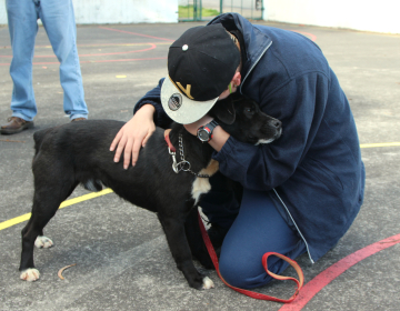 Novo Regulamento Municipal reforça apoio à saúde e bem-estar animal em Angra do Heroísmo