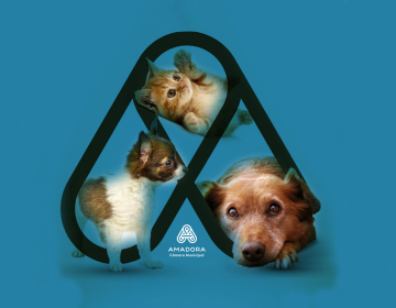 Amadora lança Cheque Veterinário para apoiar famílias com animais de companhia