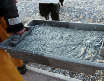 Nações Unidas financia projeto de pesca em Angola