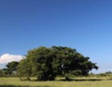 Porto Alegre terá primeira Reserva Particular Natural
