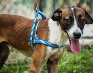 Rio de Janeiro lança projeto de adoção de animais abandonados