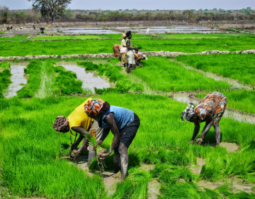 Banco Africano de Desenvolvimento financia projeto de produção de arroz na Guiné-Bissau