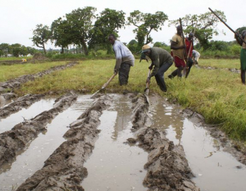 Lançado projeto para dar emprego a 2,5 mil jovens guineenses na agricultura