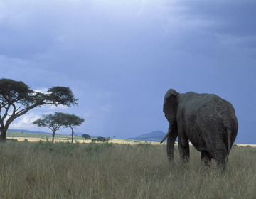 Lançado projeto para proteção da biodiversidade em Moçambique