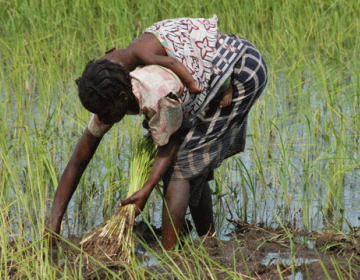 Programa Sustenta em Nampula