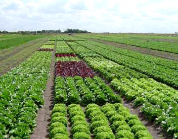 Moçambique vai receber apoio para a agricultura