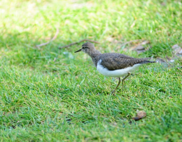 À descoberta de Almada natural