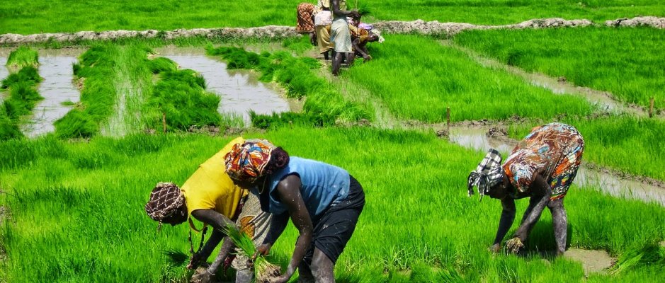Banco Africano de Desenvolvimento financia projeto de produção de arroz na Guiné-Bissau