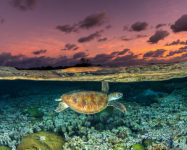 Concurso Cultura Oceânica