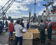 Porto de Pesca nos Açores