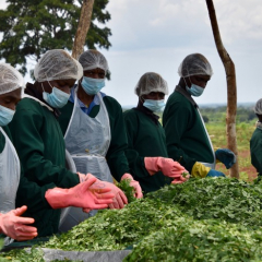 O sucesso da produção de moringa no apoio ao desenvolvimento das comunidades locais 