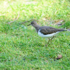 À descoberta de Almada natural